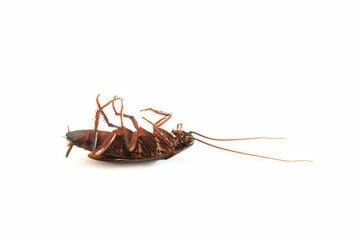 Disinfestazione Scarafaggi