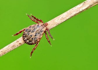 Disinfestazione Zecche